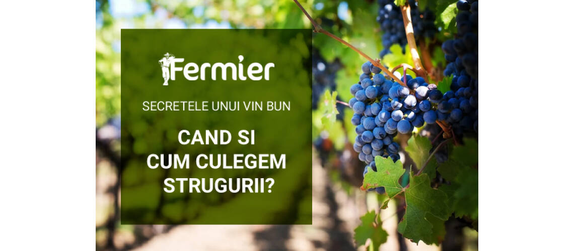 Secretele unui vin bun. Cand si cum culegem strugurii?