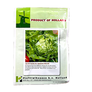 Seminte Salata De Capatana Hilde 10 Gr, Holland