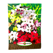 Seminte Flori Regina Noptii Melanj 0.5 Gr, Prima Sementi
