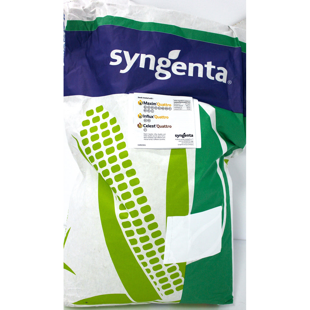 Seminte Porumb Sy Zephir 50.000 Boabe, Syngenta, Fao 350-390, Hibrid Semi-Timpuriu