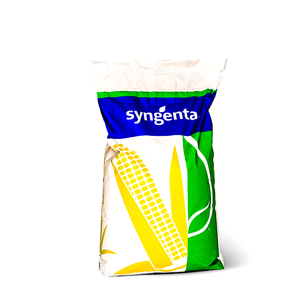 Seminte Porumb Syngenta Batanga 50.000 Boabe, Timpuriu, Fao 300-340