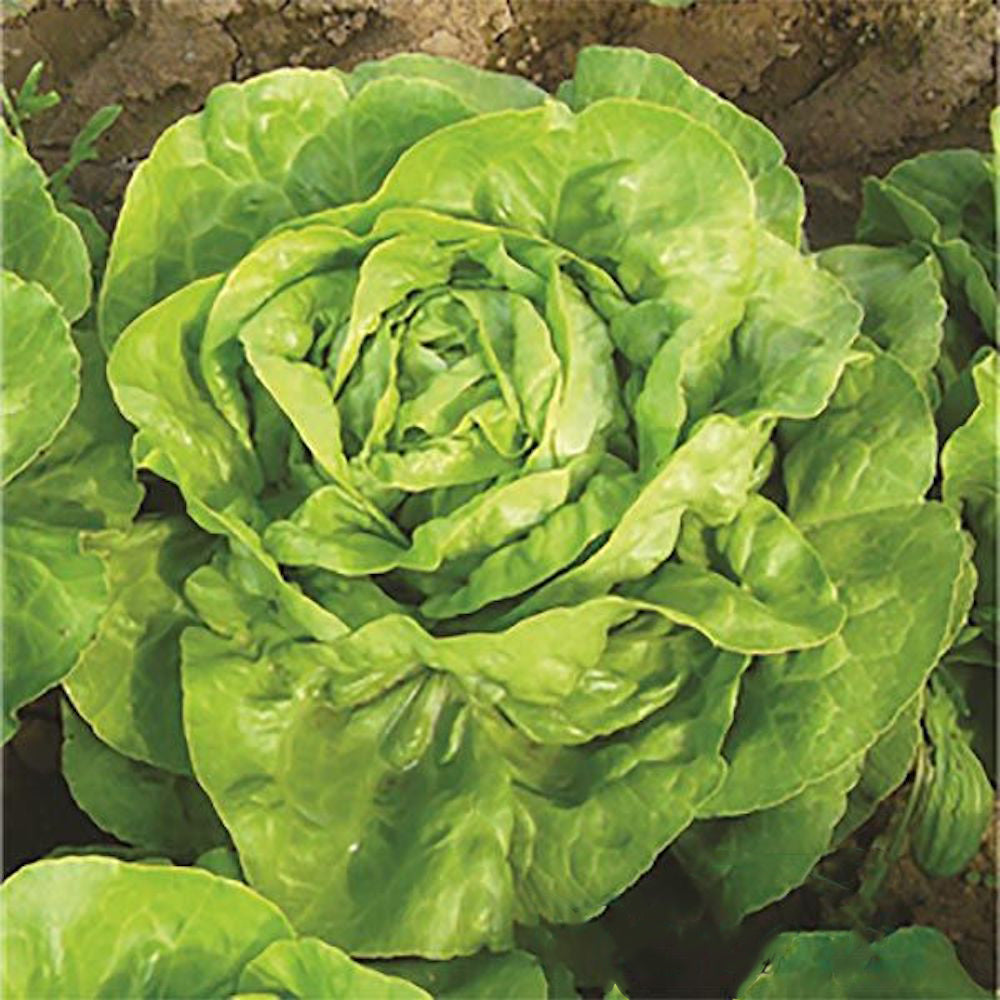 Seminte Salata Eliana 5 Gr