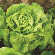 Seminte Salata Eliana 5 Gr