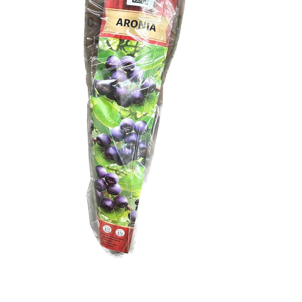 Butas Aronia
