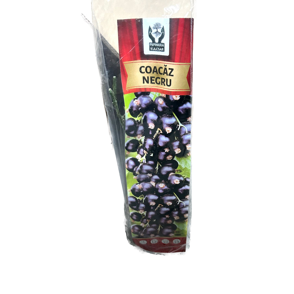 Butas Coacaz Negru
