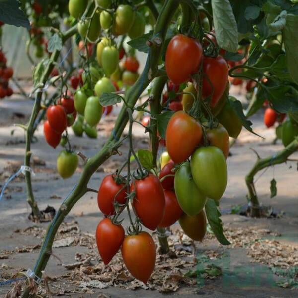 Seminte tomate Prunisoara Byelsa F1 250 seminte MATERIAL SADITOR 2023-09-30