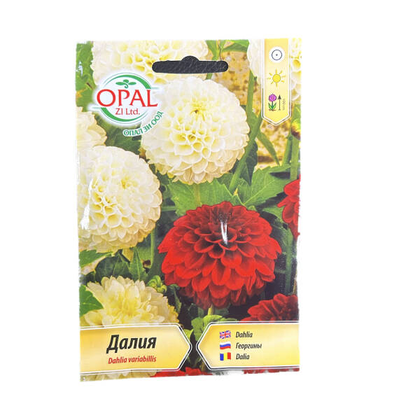 Seminte flori Dalie, OpalZi Bulgaria MATERIAL SADITOR 2023-09-30